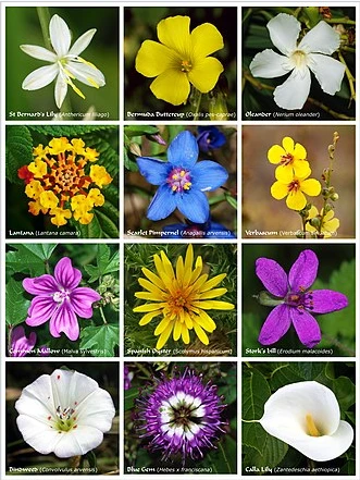 Jowa blooms